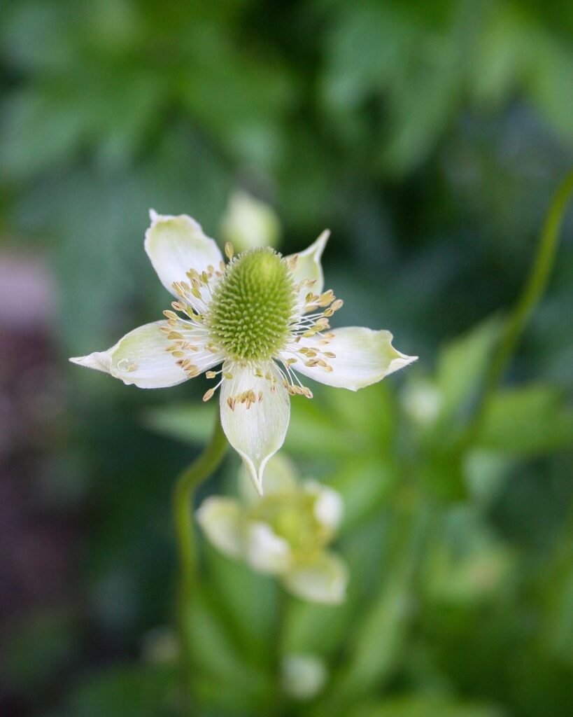 windsock flower, scientifically known as Anemone cylindrica, 