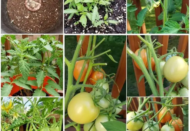 Propagating Tomato Plants : Easy Methods for Growing More Tomatoes