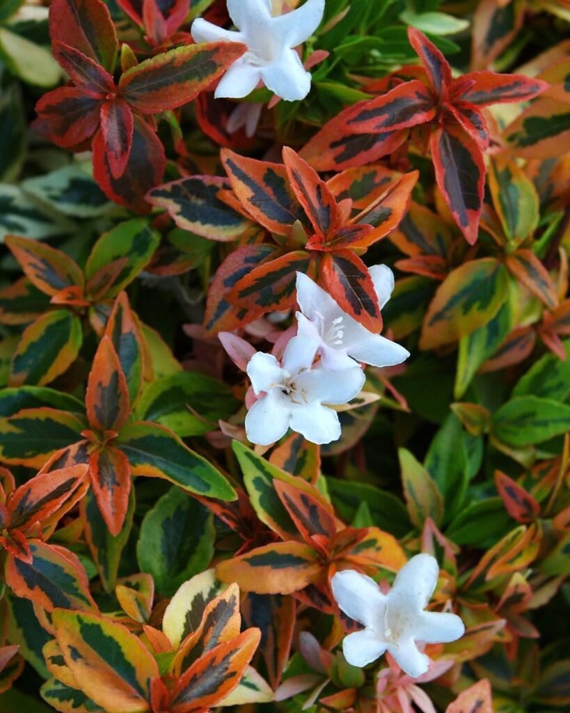 Kaleidoscope Abelia