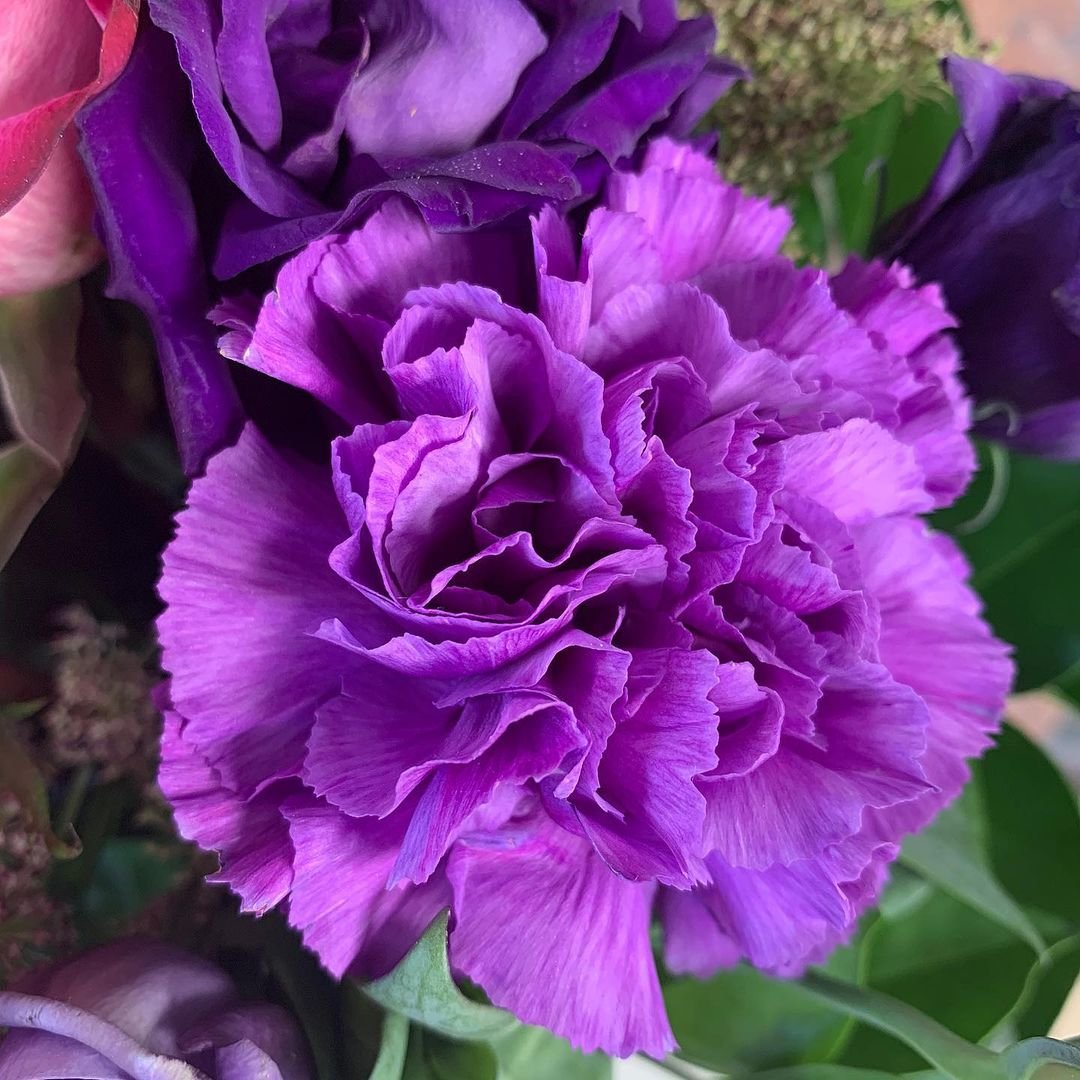 A close-up view of a vibrant purple carnation flower, showcasing its delicate petals and rich color.Purple Carnation Flowers