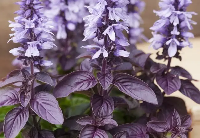 Purple Sweet Basil : A Flavorful and Colorful Herb Guide (2024)