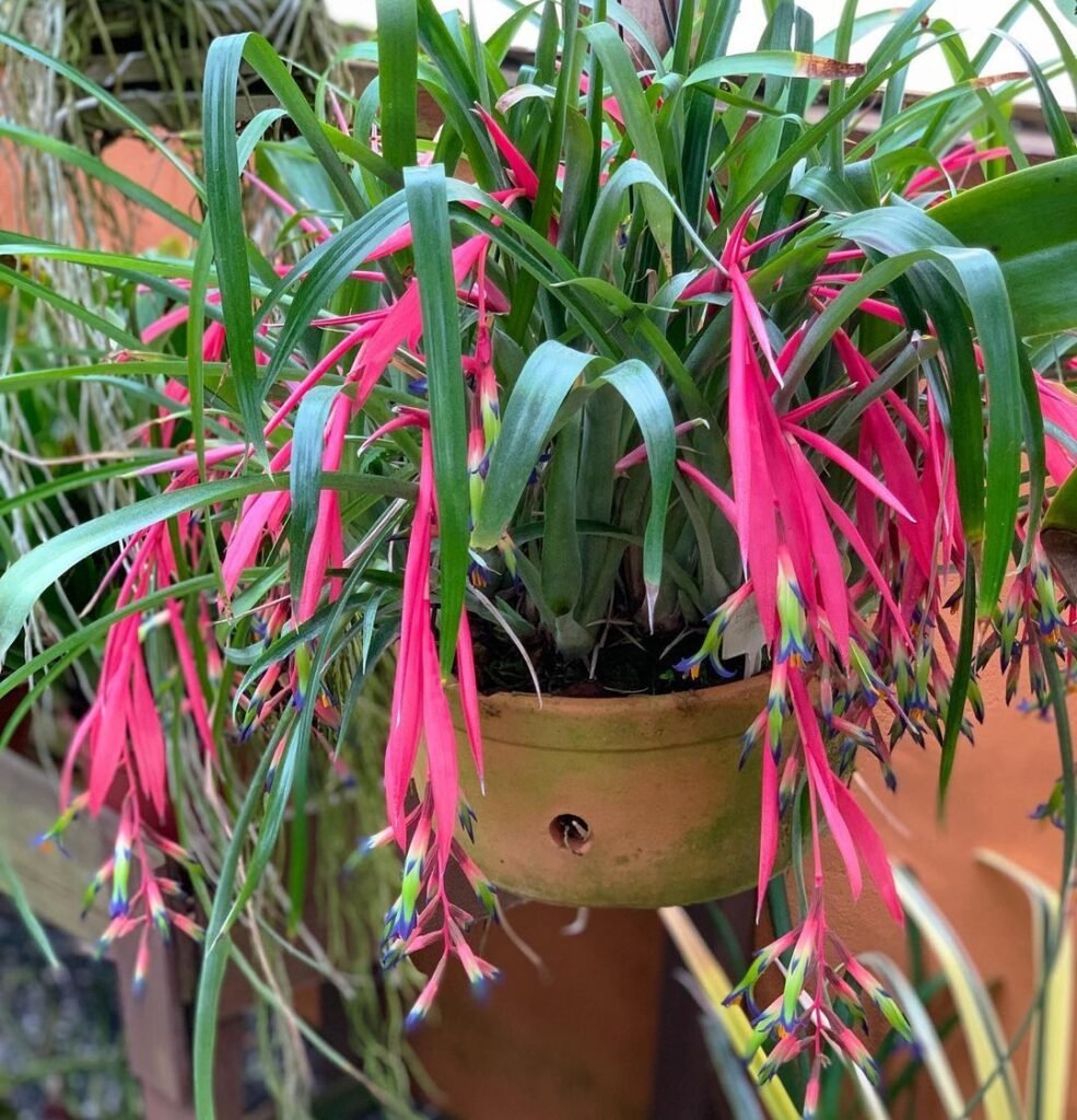 Queen's Tears (Billbergia nutans) is a striking bromeliad known for its slender, arching foliage and unique, drooping flowers with vibrant pink, blue, and green hues.