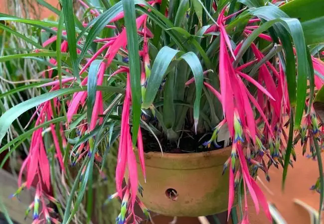 Queen’s Tears Billbergia : A Guide to Growing This Exotic Bromeliad