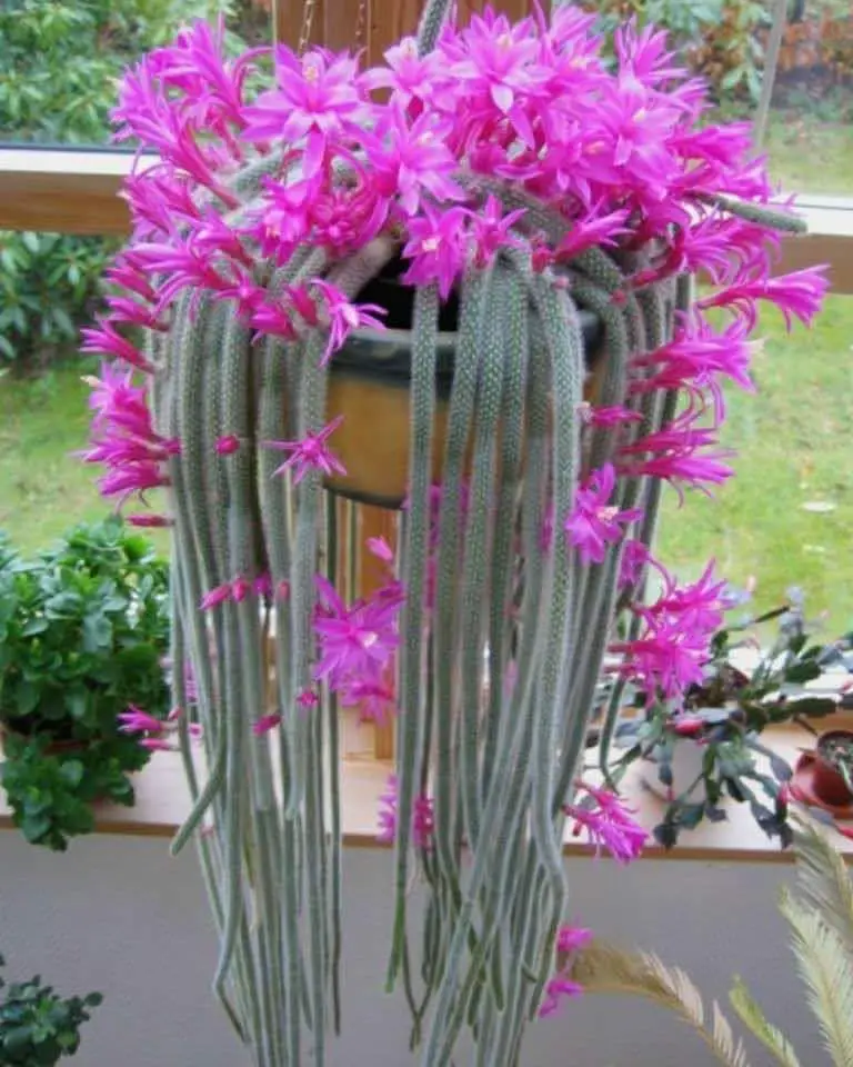 A Rat Tail Cactus in a pot, showcasing vibrant pink flowers against a green backdrop.