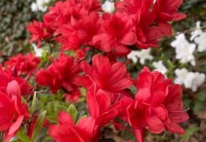 Red Azaleas : A Vibrant Guide to Growing and Caring for These Stunning Shrubs (2024)