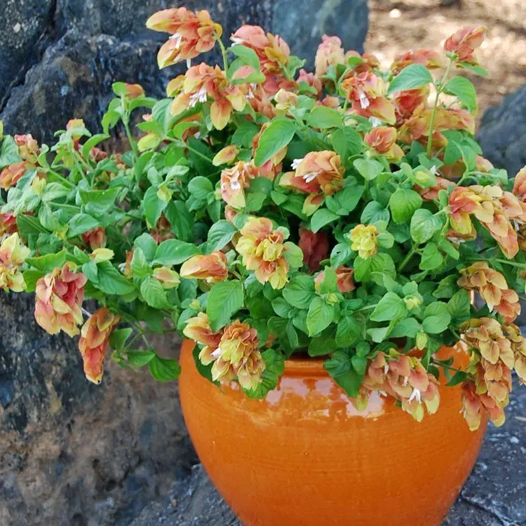 A potted Red Shrimp Plant featuring vibrant orange flowers, showcasing its unique and colorful foliage.