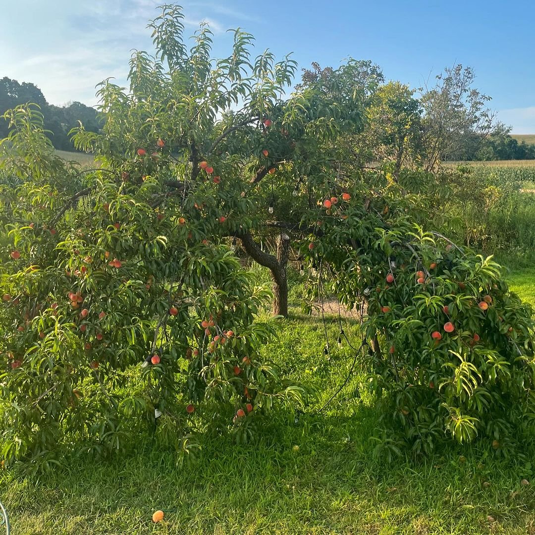 A close-up of ripe peaches hanging from a Reliance Peach Tree in a sunlit orchard, showcasing their vibrant color and texture.