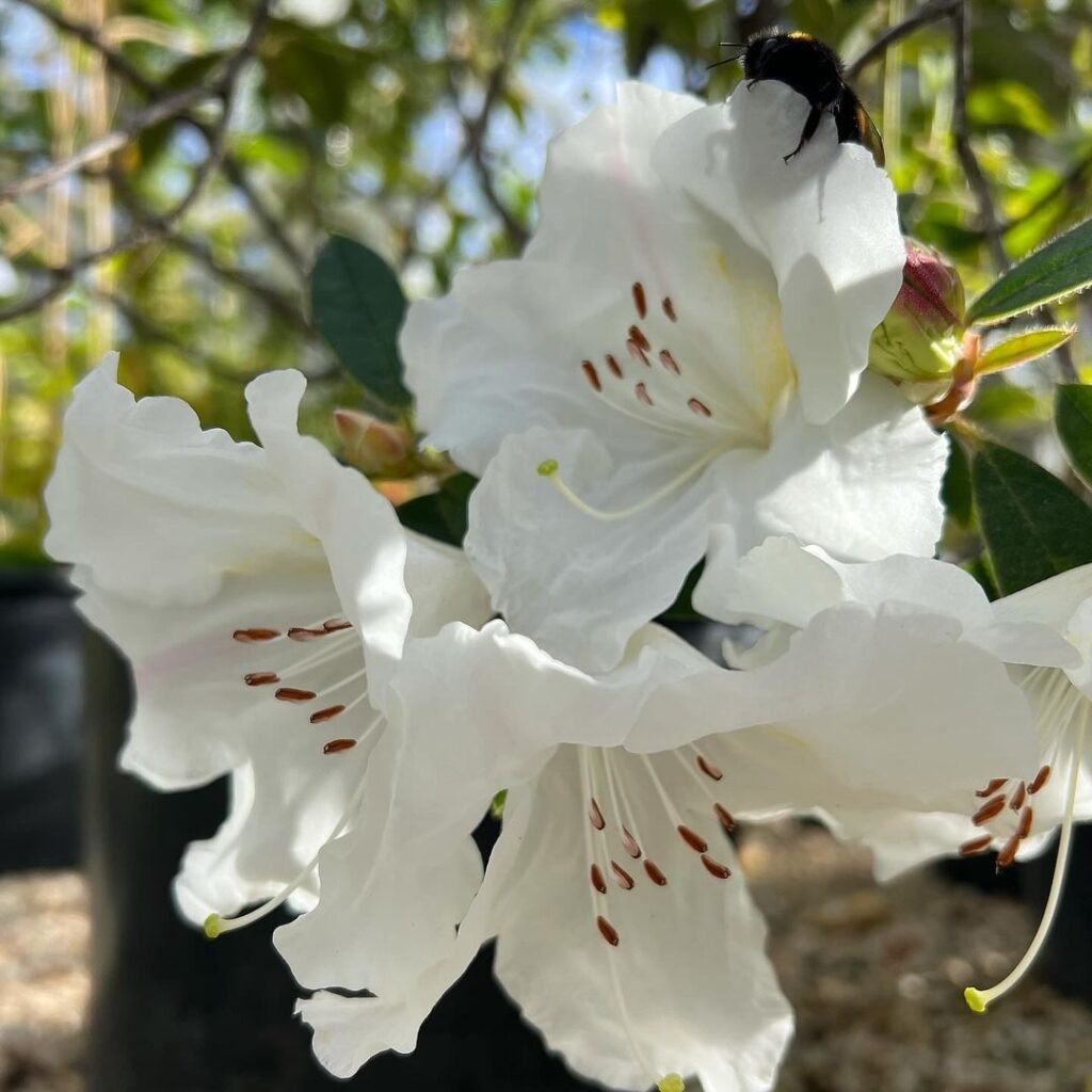 Rhododendrons are evergreen shrubs or small trees known for their spectacular clusters of trumpet-shaped flowers in various colors, thriving in acidic, well-draining soil and partial shade, 