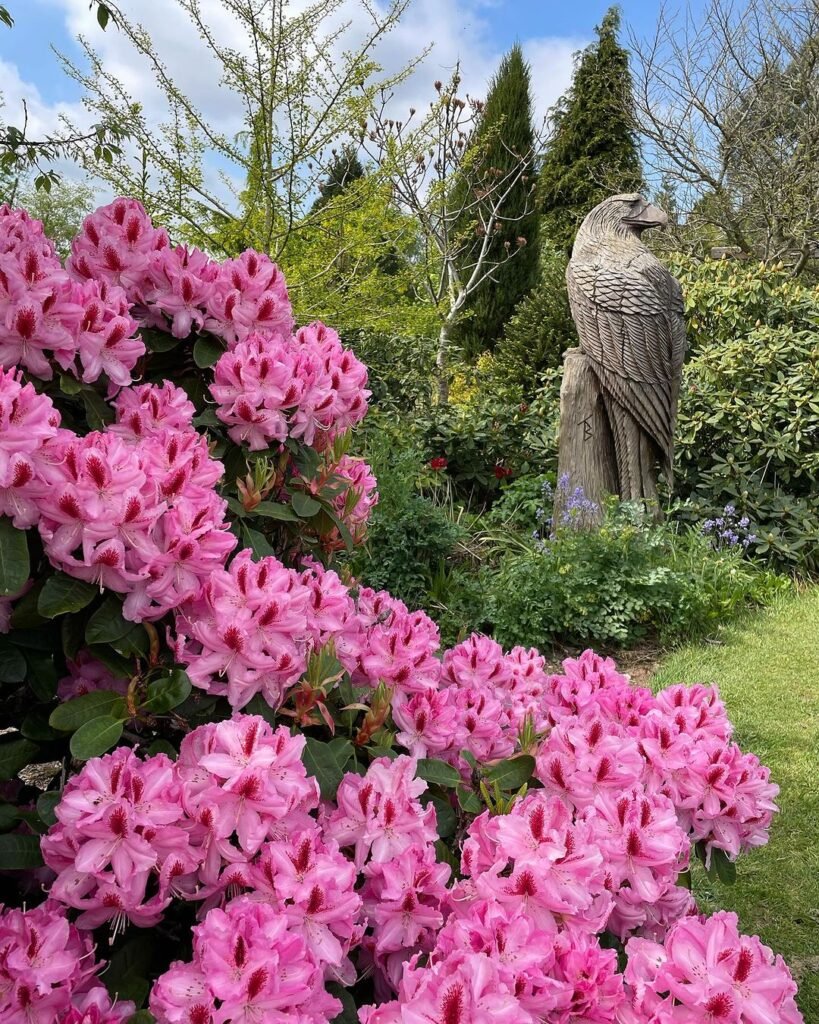 Rhododendrons are evergreen shrubs with large, leathery leaves and vibrant, bell-shaped flowers that thrive in acidic, well-drained soil and partial shade, making them popular for landscaping.