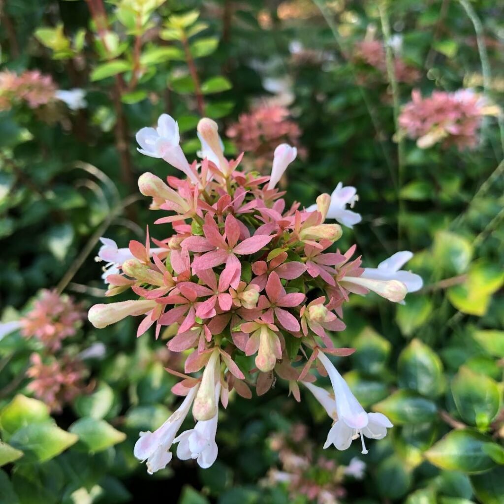 Rose Creek Abelia is a compact, evergreen shrub with fragrant white flowers and vibrant pinkish-red foliage, perfect for borders or hedges.