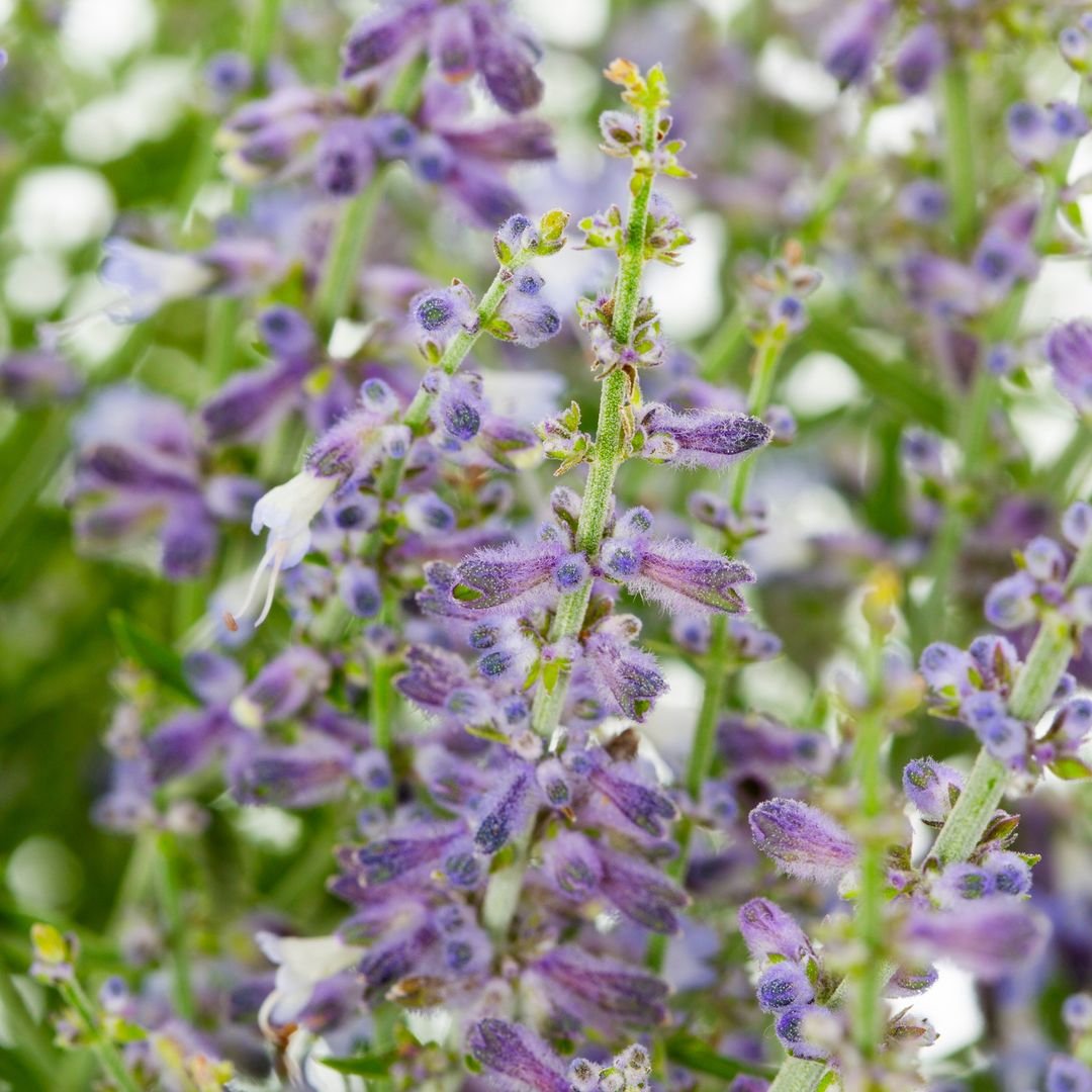 Close-up of Russian Sage plant featuring vibrant purple flowers against a blurred background.
