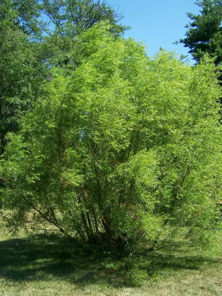 Black Willow (Salix nigra)