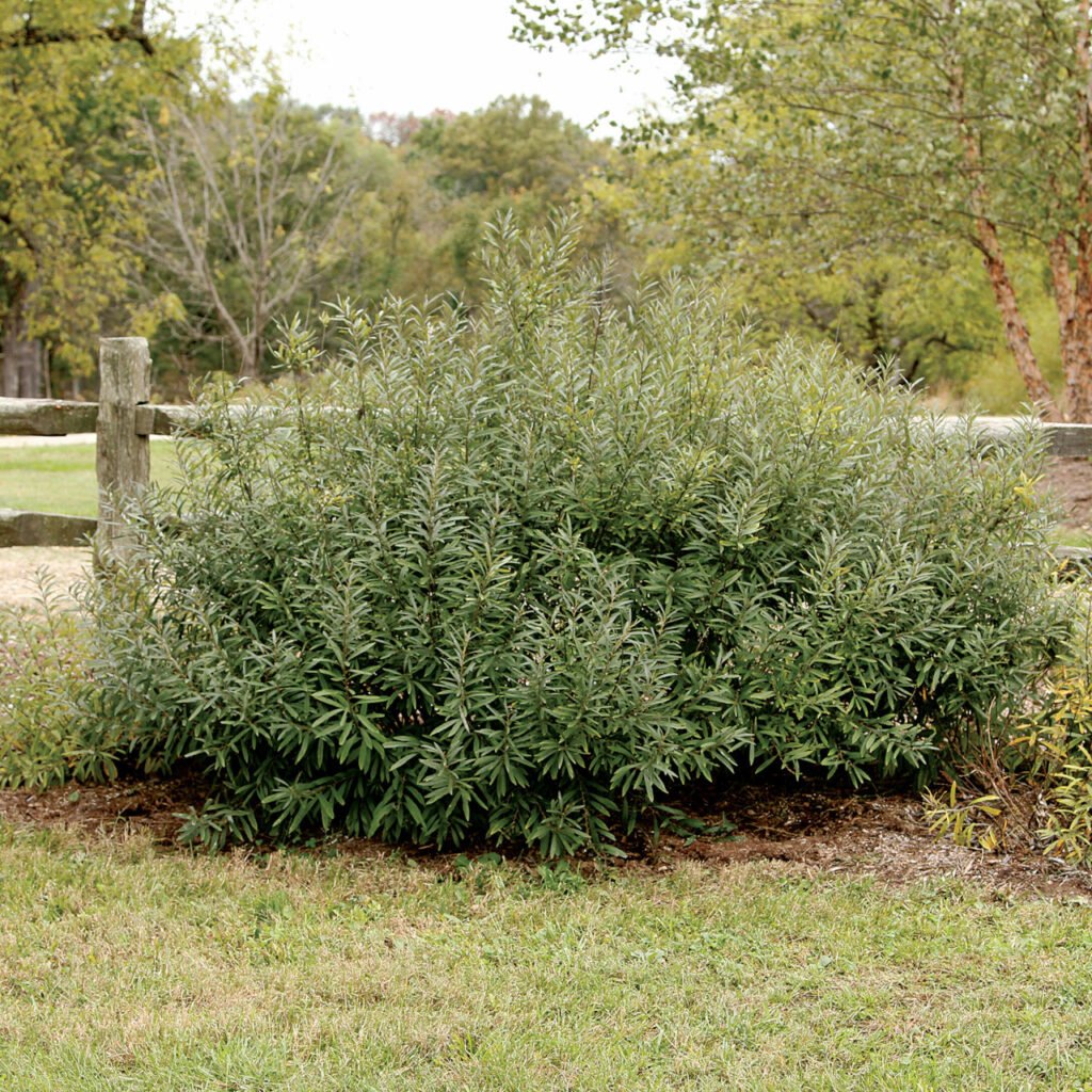 Prairie Willow (Salix humilis)