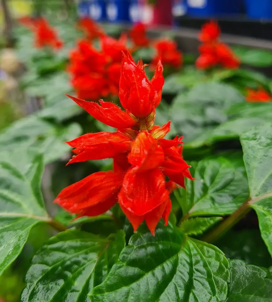 A vibrant red Salvia flower blooms amidst lush green foliage, showcasing nature's beauty and diversity.
