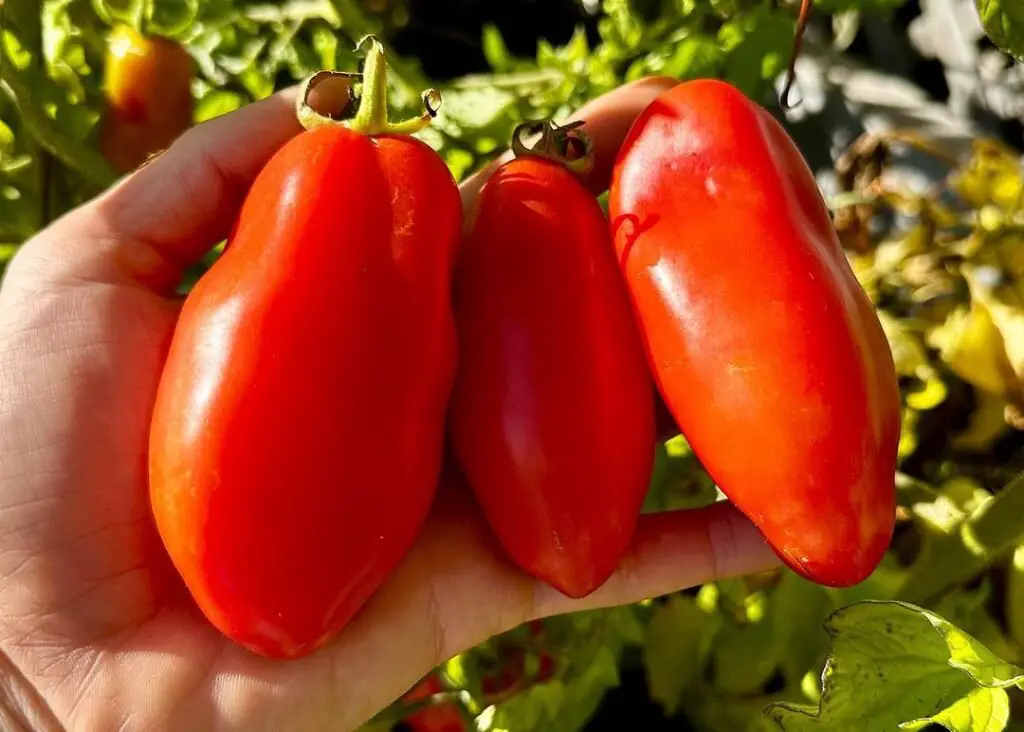 San Marzano is a renowned heirloom tomato variety known for its oblong shape, rich flavor, and low acidity, thriving in full sun and well-draining soil, and highly valued for making sauces and pastes.