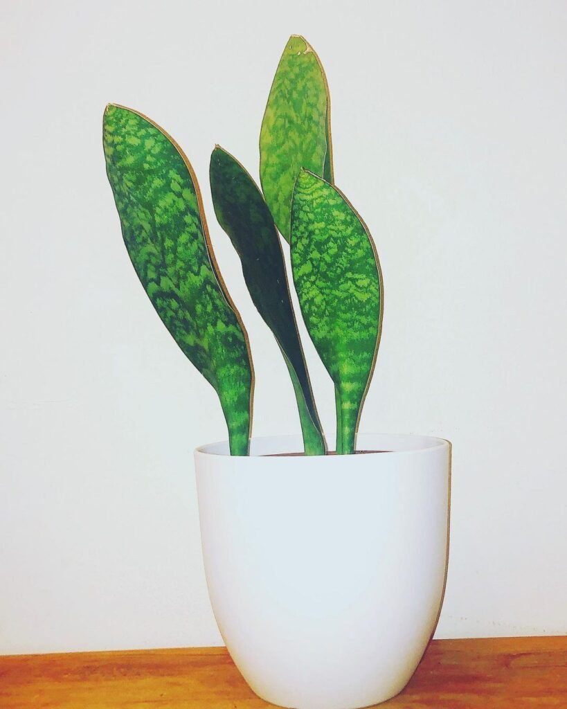 The Whale Fin Snake Plant (Sansevieria masoniana) is a unique succulent with a single broad, paddle-shaped leaf, known for its air-purifying qualities and low-maintenance care, thriving in low light and with minimal watering.