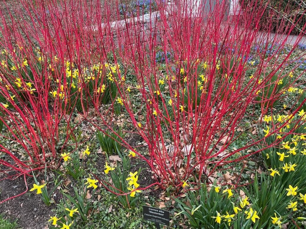 Red Twig Dogwood (Cornus sericea) is a deciduous shrub known for its striking red stems in winter, along with white flowers in spring and vibrant green leaves, 