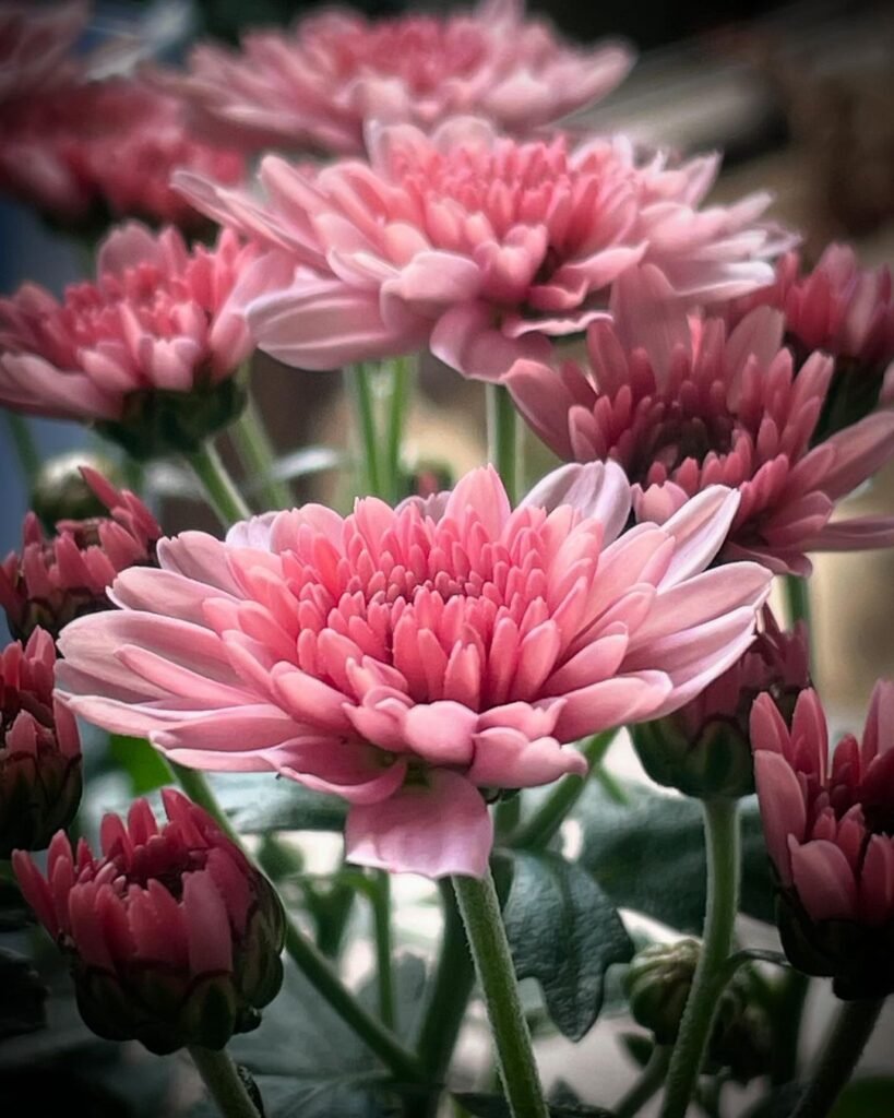 Chrysanthemums, or mums, are popular fall-blooming flowers known for their diverse shapes and colors, thriving in full sun and well-draining soil, and symbolizing joy and optimism.