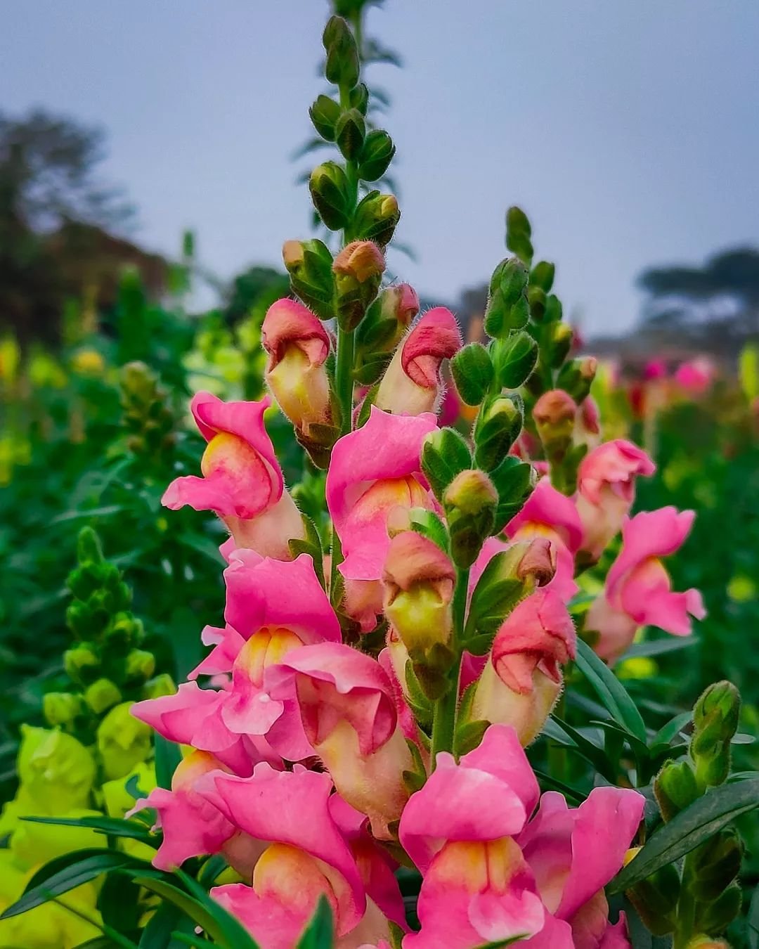 A vibrant field of pink and yellow snapdragon flowers swaying gently in the breeze under a clear blue sky.