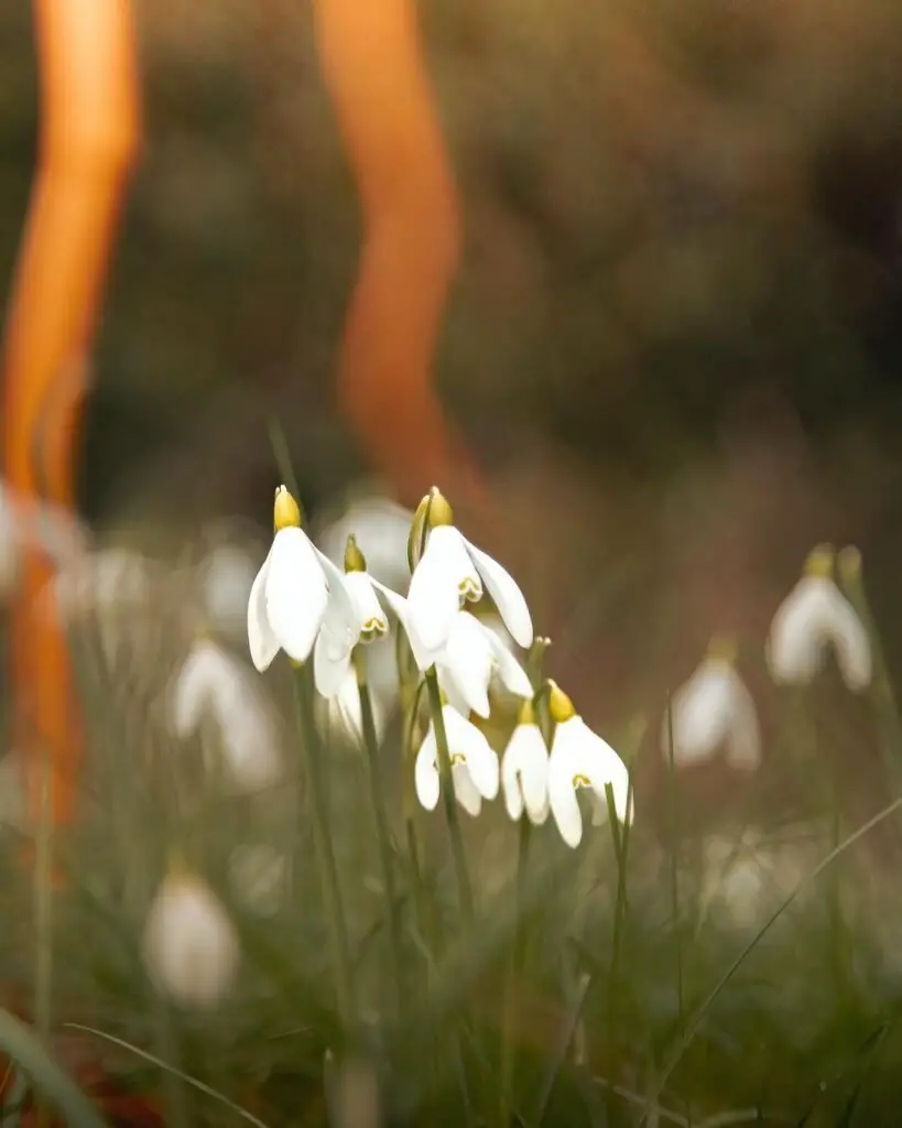 Snowdrops