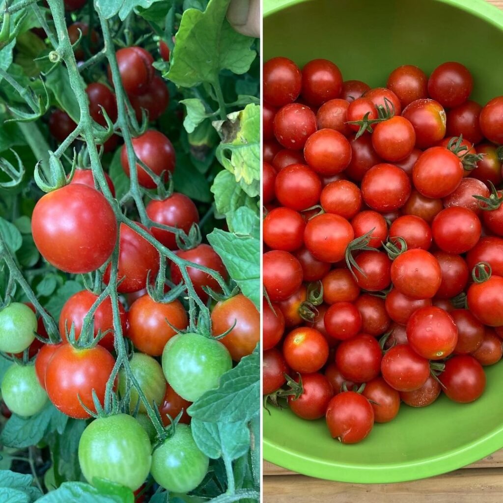 Sweet 100 is a prolific cherry tomato variety known for its small, round fruits and exceptionally sweet flavor, thriving in full sun and well-draining soil, ideal for snacking and salads.