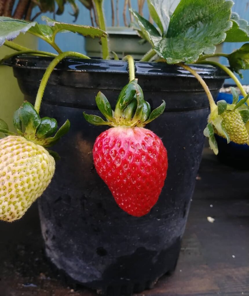 Strawberries are sun-loving, perennial plants that produce sweet, red fruits in the spring and summer, thriving in well-drained soil and benefiting from regular watering and care.