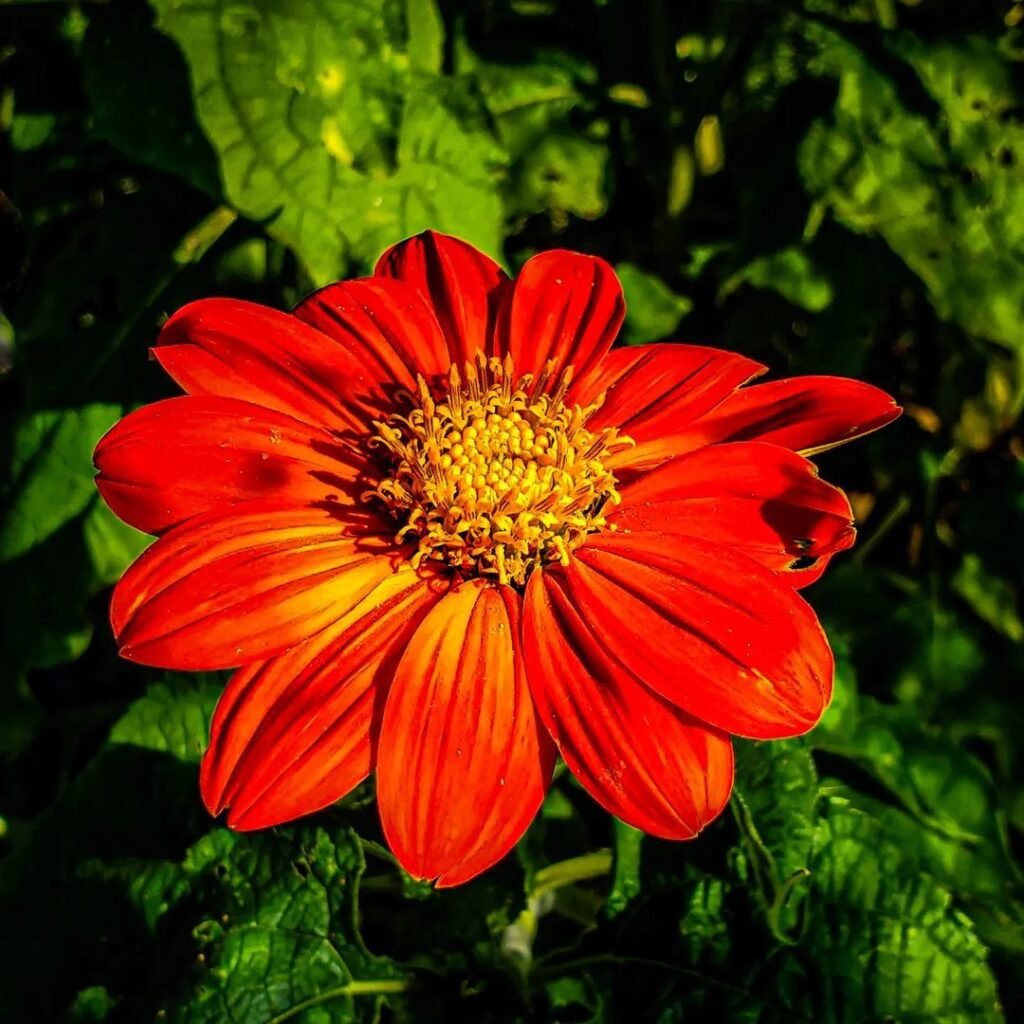 Mexican sunflower (Tithonia) is a vibrant annual known for its large, bright orange-red blooms, thriving in full sun and well-draining soil, and attracting pollinators like butterflies and bees.