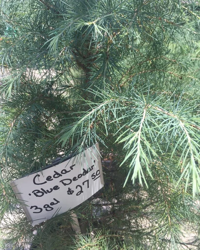 Spotlight on cedars! 💚🔦Shown: The always lovely Blue Deodar. #cedar #bluedeodar #evergreen