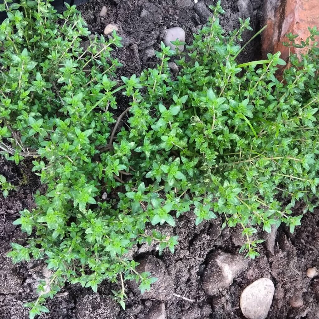 Thyme is a hardy, aromatic herb that thrives in full sun and well-drained soil, often used in cooking for its earthy, slightly minty flavor.