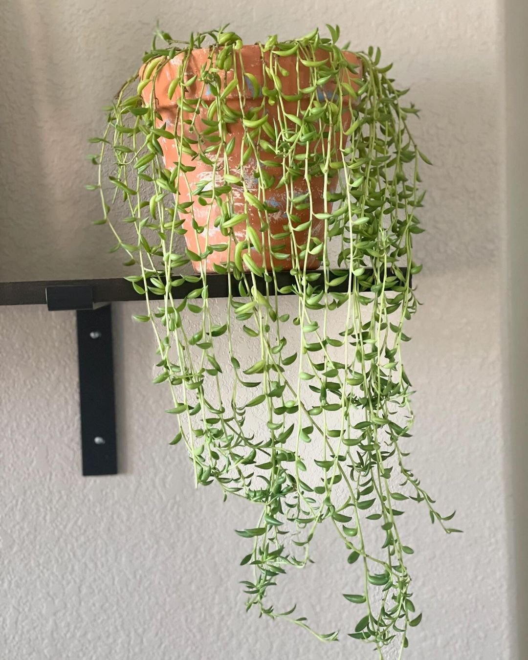 A String of Bananas plant with vibrant green leaves gracefully cascading from a shelf.