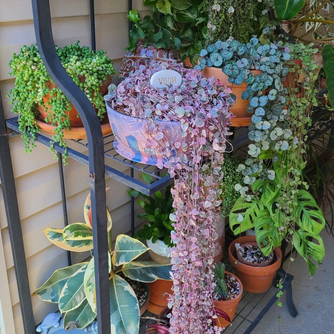 A rack displaying a String of Hearts plant in a pot, showcasing its trailing vines and lush green leaves.