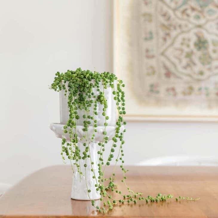 Pruning String of Pearls involves trimming leggy or overgrown stems to maintain shape and encourage fuller growth.