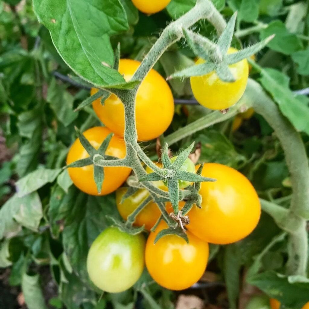 Sun Gold is a popular cherry tomato variety known for its small, bright orange fruits and exceptionally sweet flavor, thriving in full sun and well-draining soil, and perfect for snacking and salads.