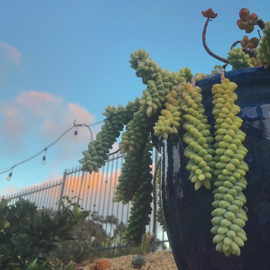 Donkey Tail Cactus