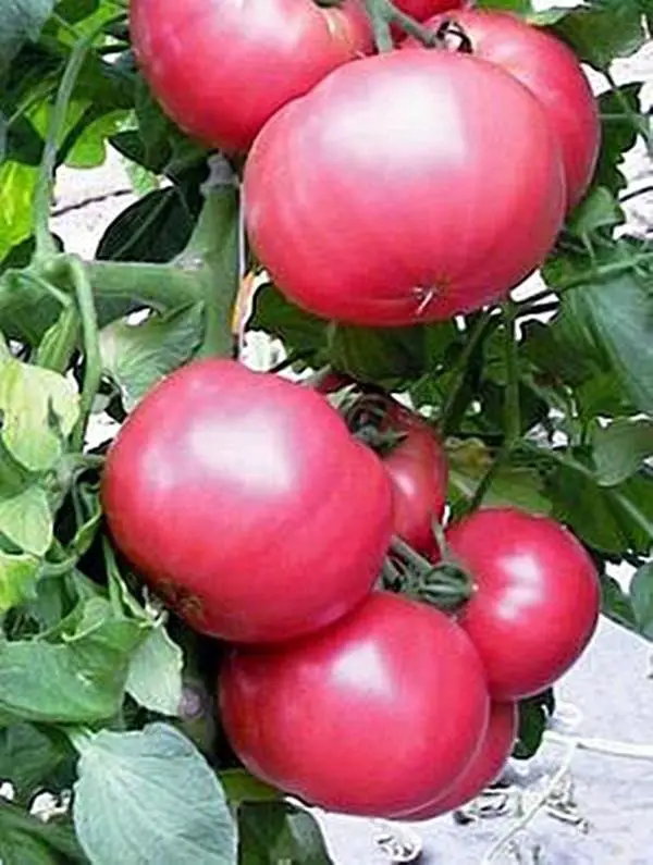 Brandywine is a renowned heirloom tomato variety known for its large, pinkish-red fruits, exceptional sweetness, and rich flavor, thriving in full sun and well-draining soil, 