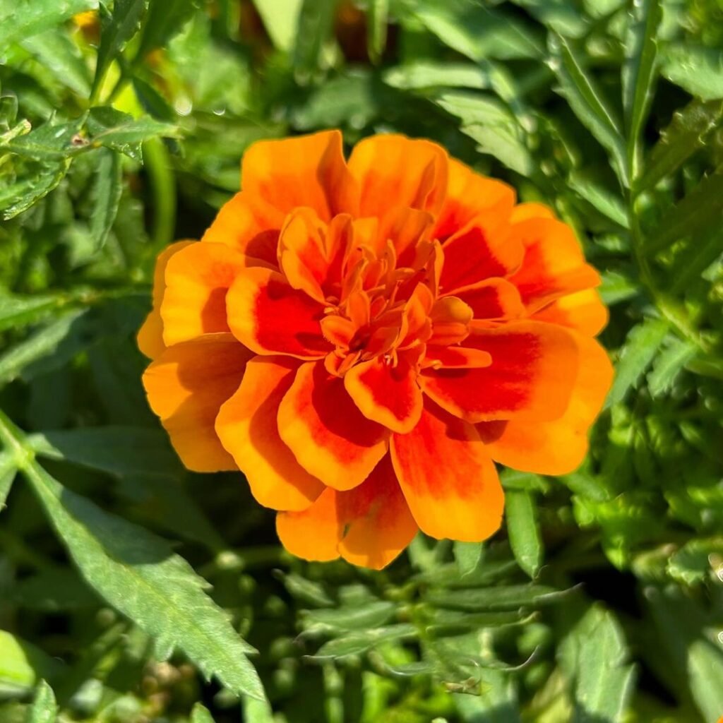 An orange Tagetes flower blooming amidst lush green grass.