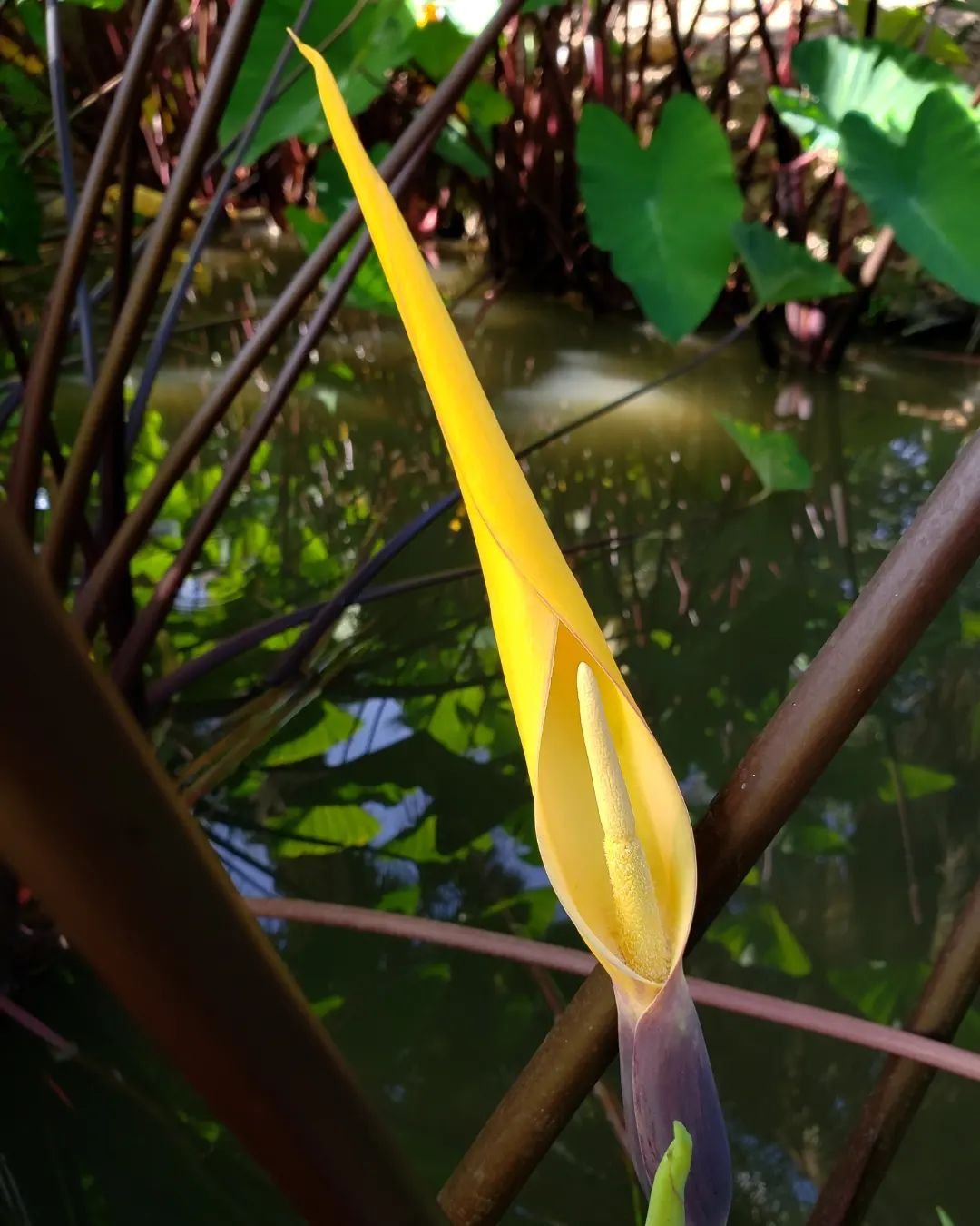 A vibrant yellow Taro flower blooms gracefully in the center of a serene pond, surrounded by calm water.