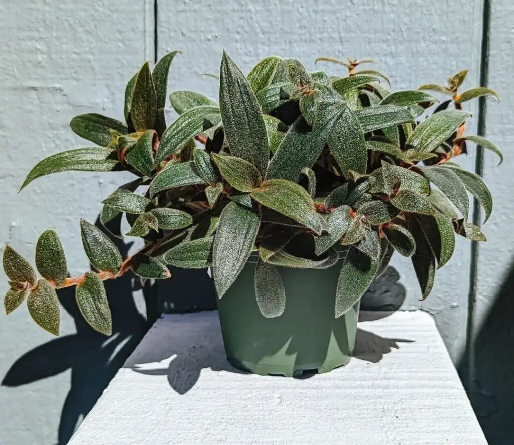 Teddy Bear Vine (Cyanotis beddomei)