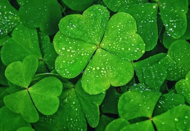 The Sacred Secret of Four-Leaf Clovers : Beyond Lucky Charms