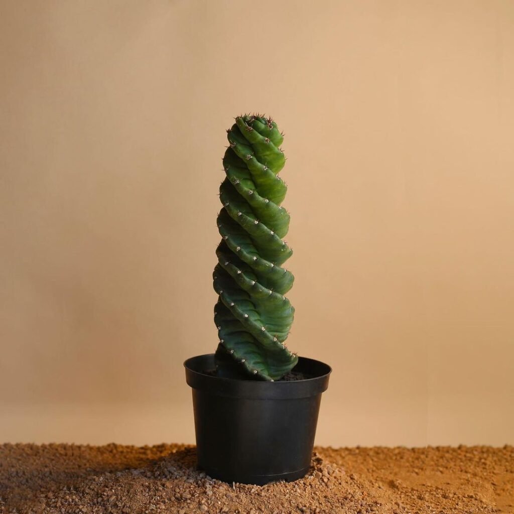 Spiral Cactus: The Mesmerizing Cereus forbesii Spiralis Guide