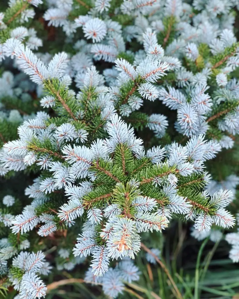 The blue spruce (Picea pungens ‘Glauca Globosa’) is looking particularly beautiful this time of year. See it in the courtyard gardens at #franklinparkconservatory during Conservatory Aglow. •#bluespruce #piceapungens #spruce #conifer #columbusohio #evergr

