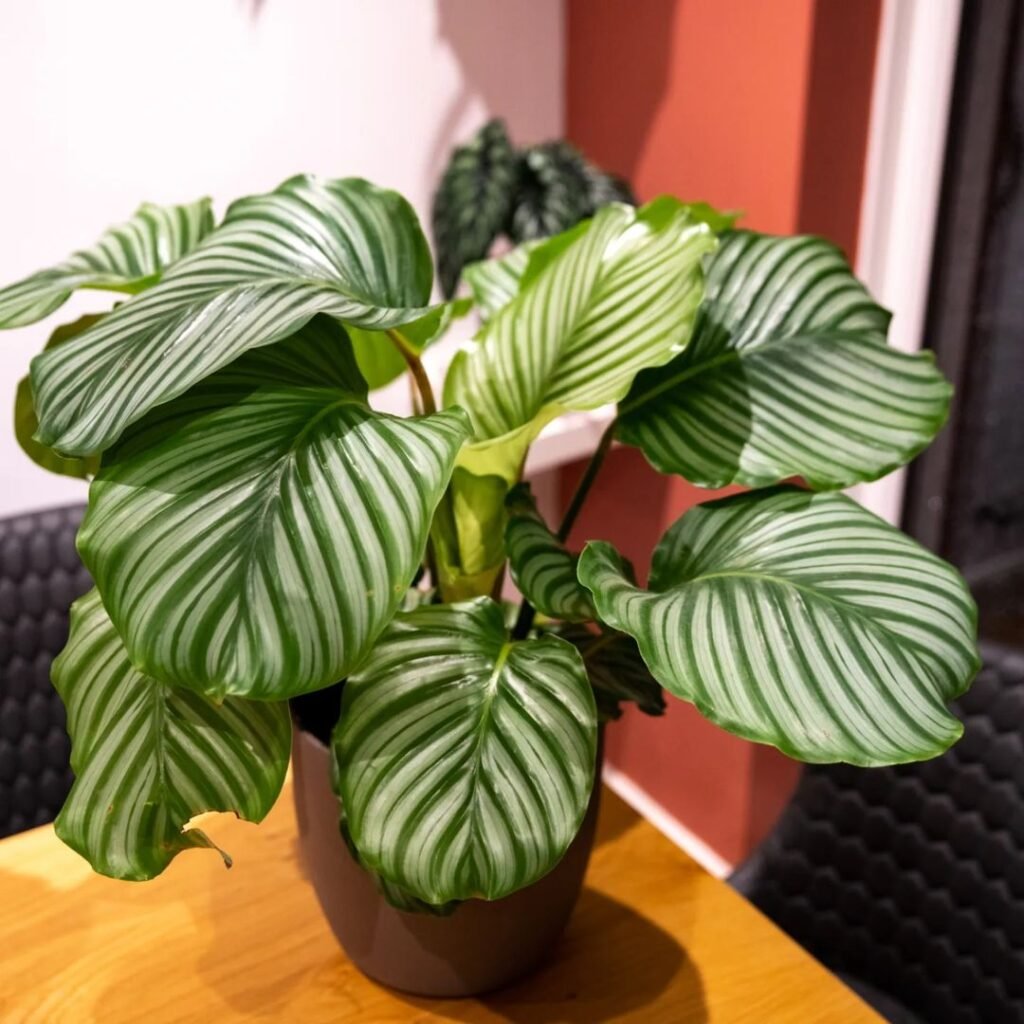 Calathea 'White Fusion' is a stunning houseplant known for its unique white and green marbled leaves, thriving in low to medium light and high humidity, making it a favorite for indoor spaces.