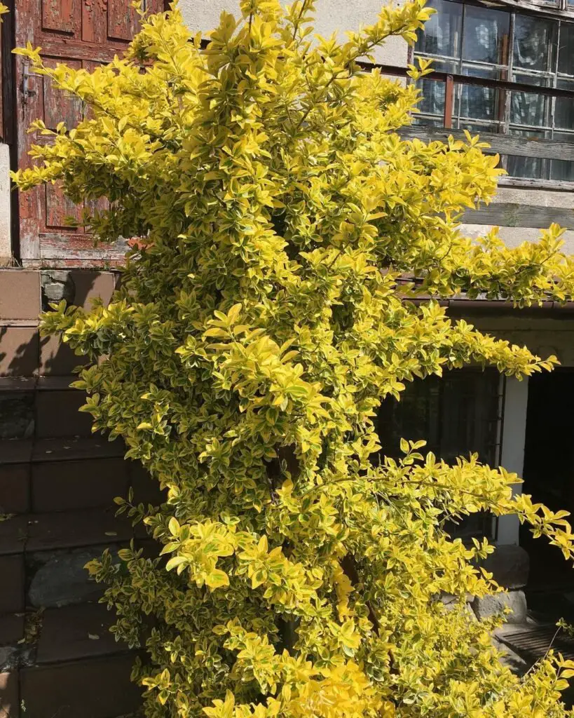 Euonymus fortunei, commonly known as wintercreeper, is a versatile, evergreen ground cover or vine known for its lush green foliage and variegated varieties, thriving in various light conditions and well-draining soil.