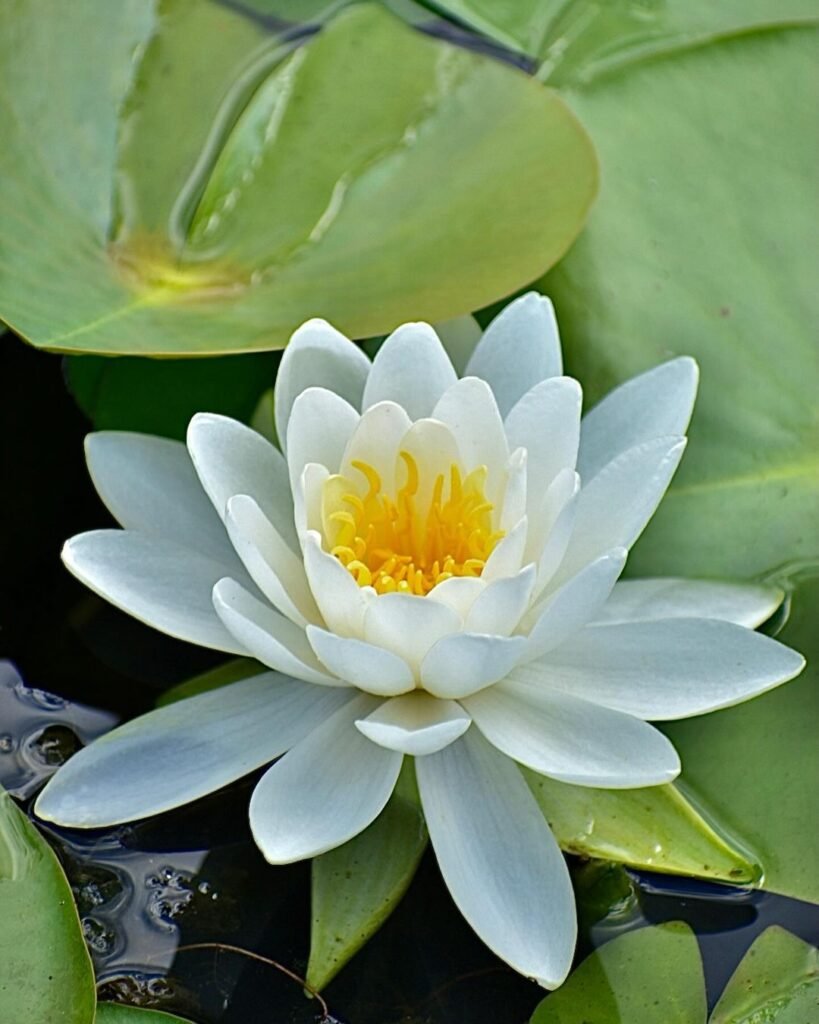 Water lilies are beautiful aquatic plants known for their large, floating leaves and stunning blooms that rise above the water's surface, thriving in ponds or still water, and symbolizing purity and tranquility.