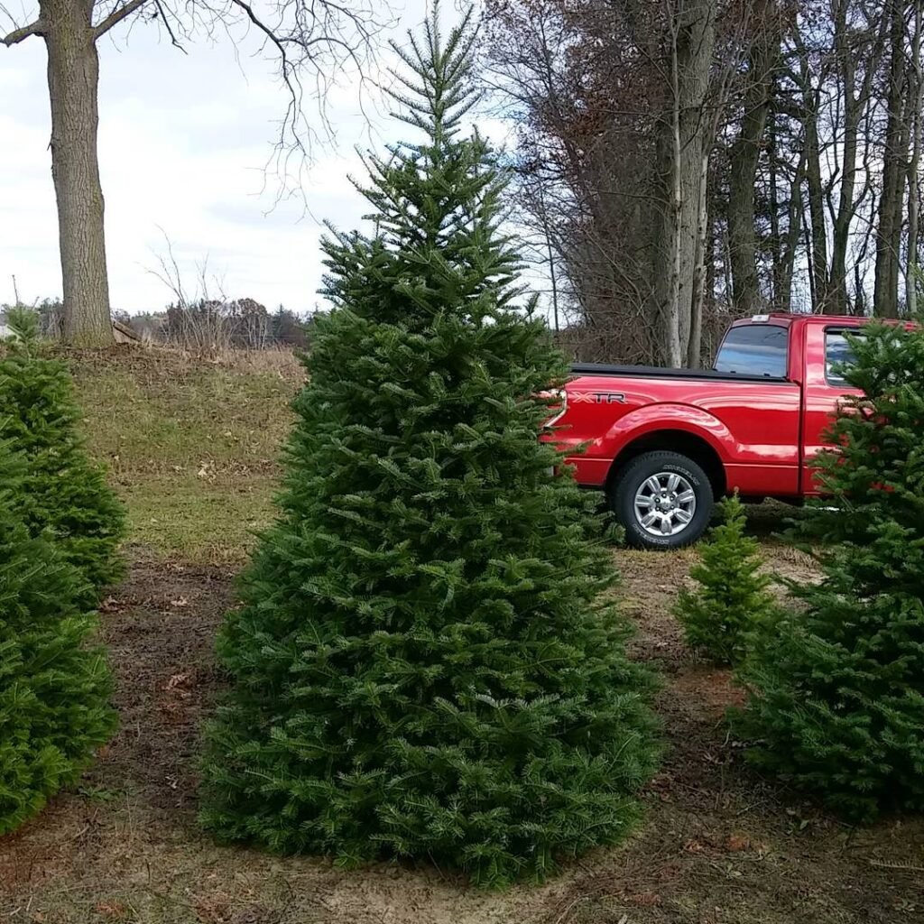 Balsam Fir (Abies balsamea)