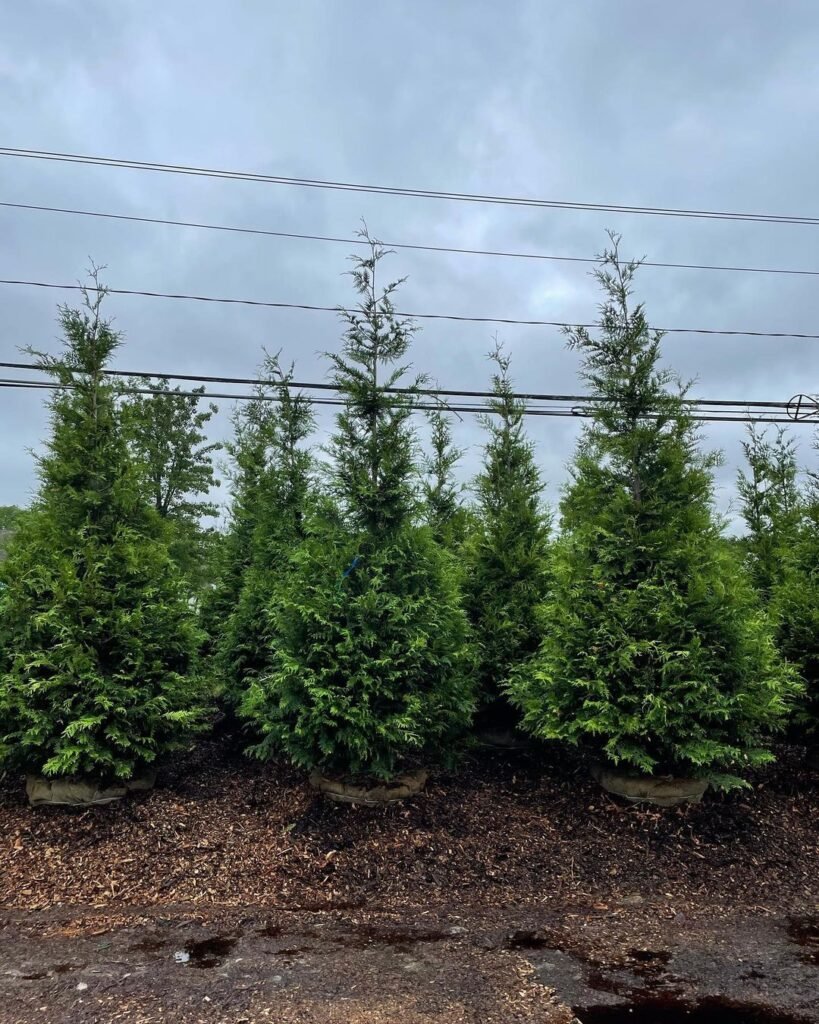 A picturesque scene of evergreen Thuja Green Giant trees aligned in a field, creating a serene and natural landscape.