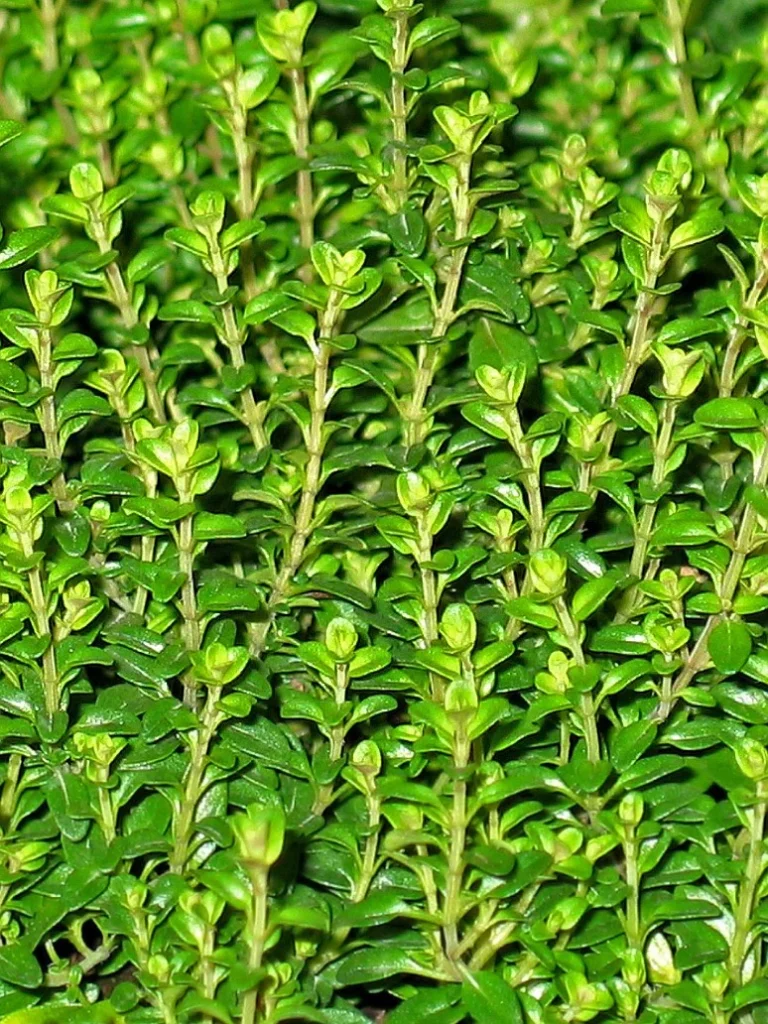 Thyme plant