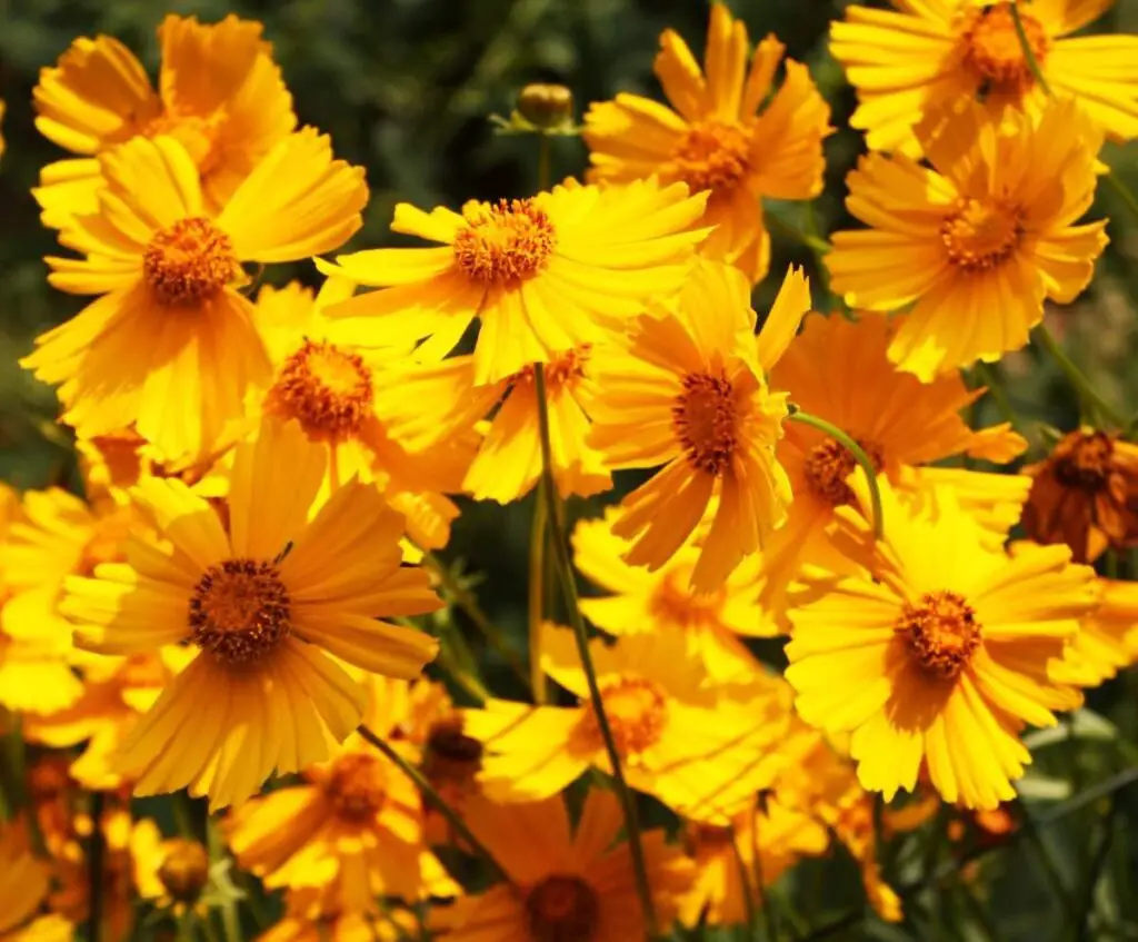 In Oklahoma, planting flower seeds in fall, such as pansies, snapdragons, and ornamental kale, allows them to establish before winter and bloom in early spring.