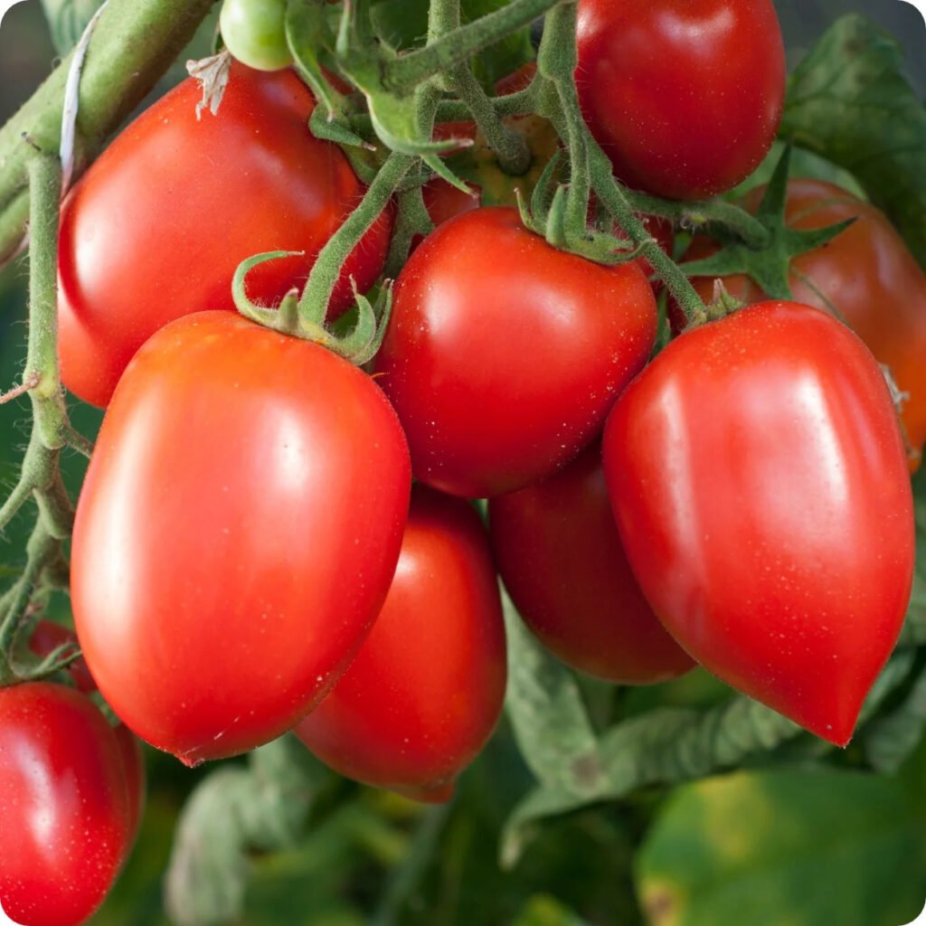 'Amish Paste' is a heirloom tomato variety known for its large, meaty fruits with a sweet flavor, ideal for making sauces and pastes, thriving in full sun and well-draining soil.