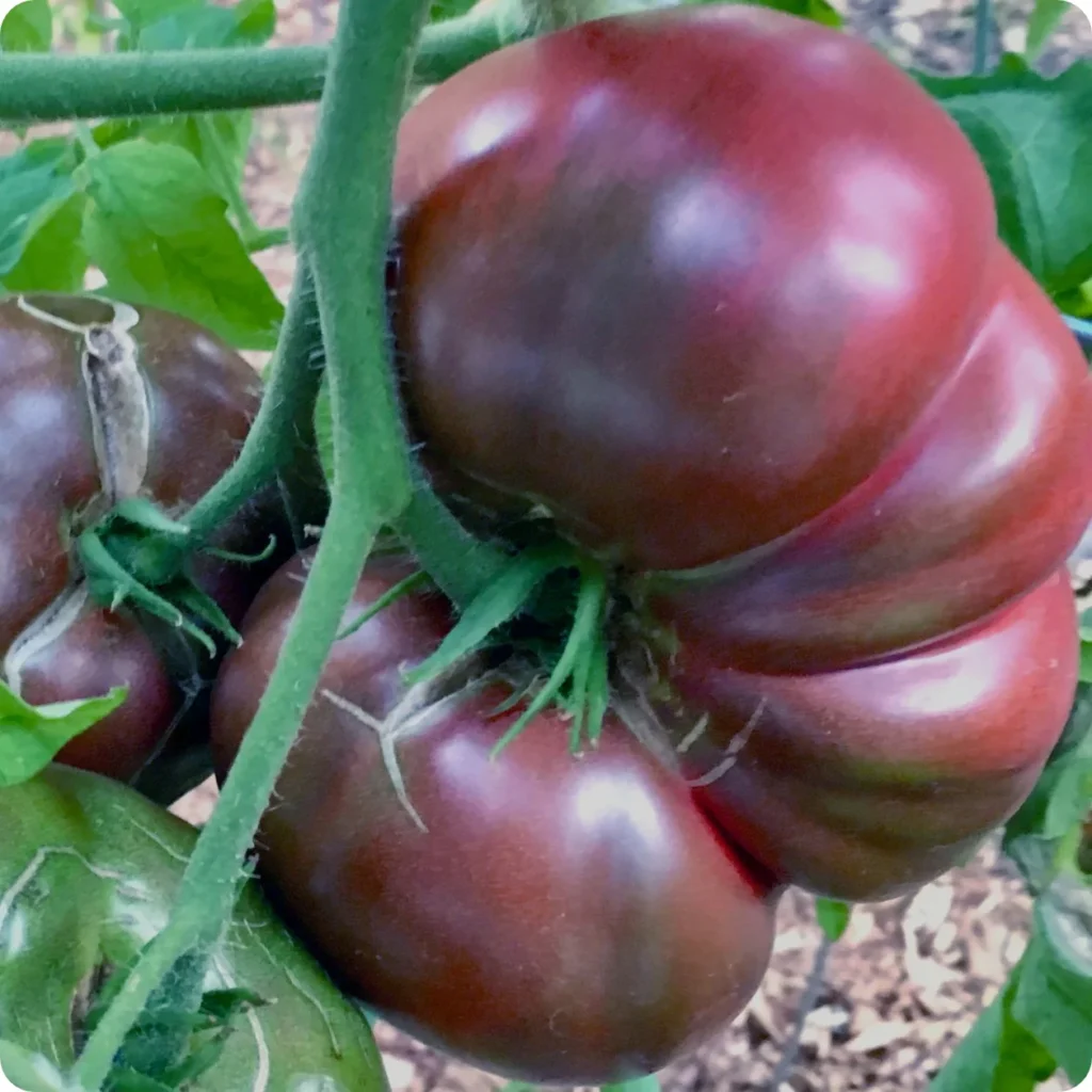 Cherokee Purple is an heirloom tomato variety known for its unique, dark purple-brown fruits, rich, sweet flavor, and juicy texture, thriving in full sun and well-draining soil.